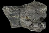 Partial Sauropod Caudal Vertebra - Colorado #120281-2